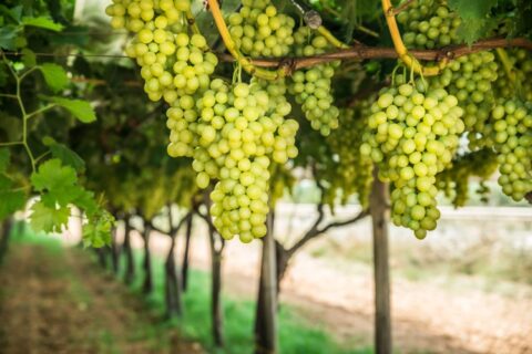 Large ripe clusters of white table grapes on the vine.Vineyard.